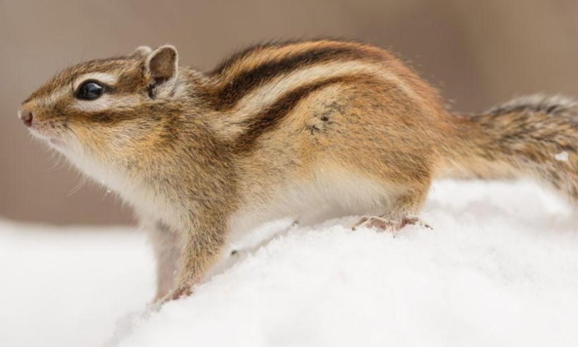 广东绿境园林景观工程有限公司轮播图3